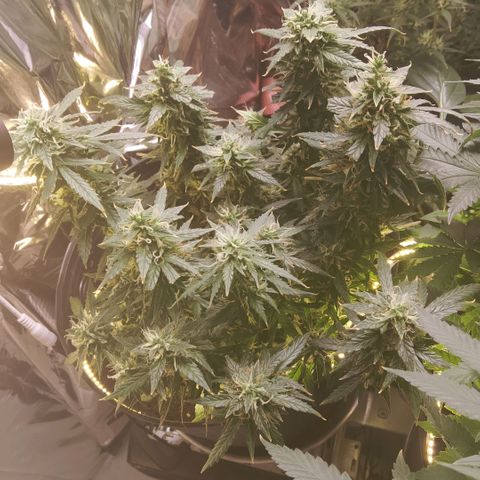 SSXL growlog timeline photo