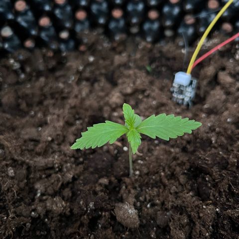 Auto Northern Lights growlog timeline photo