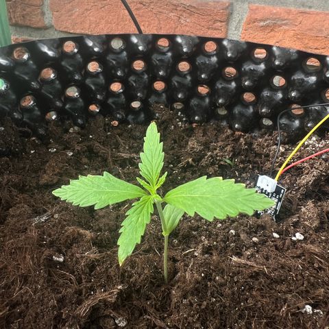 Auto Northern Lights growlog timeline photo