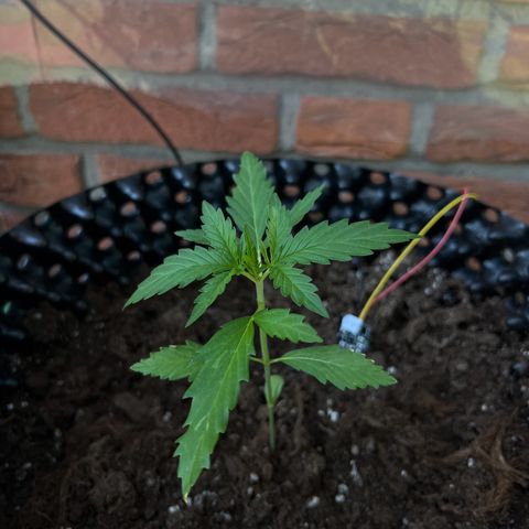 Auto Northern Lights growlog timeline photo