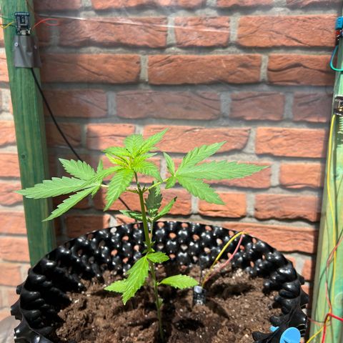 Auto Northern Lights growlog timeline photo