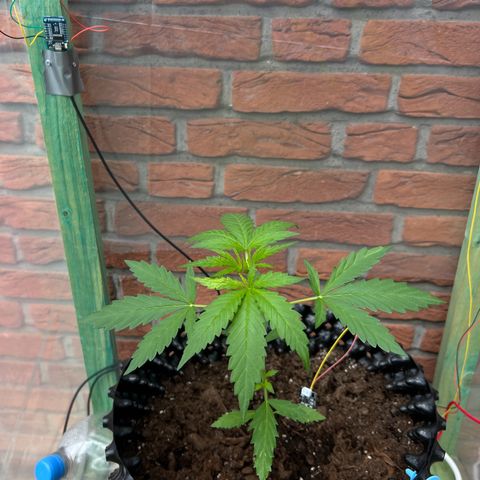Auto Northern Lights growlog timeline photo