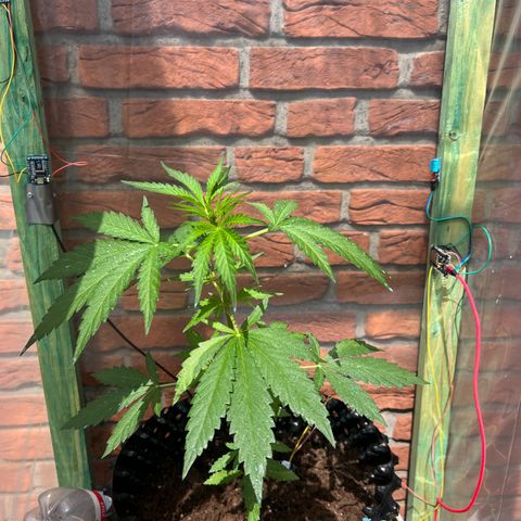 Auto Northern Lights growlog timeline photo