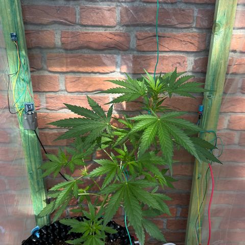 Auto Northern Lights growlog timeline photo