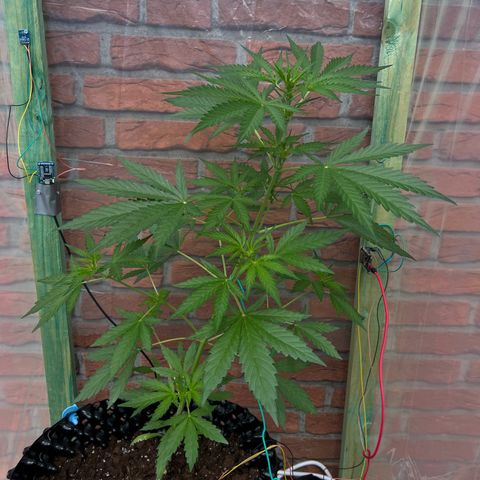 Auto Northern Lights growlog timeline photo