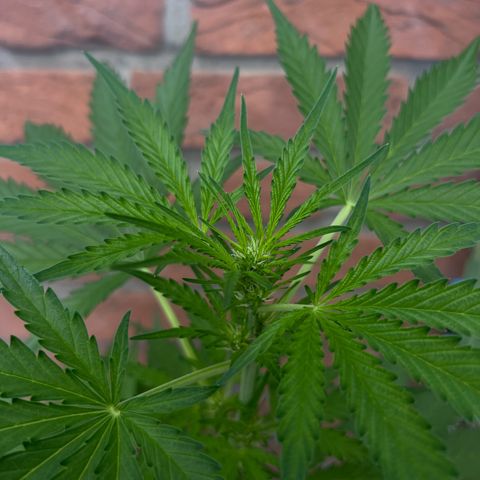 Auto Northern Lights growlog timeline photo