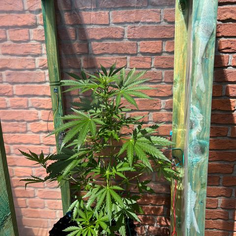 Auto Northern Lights growlog timeline photo