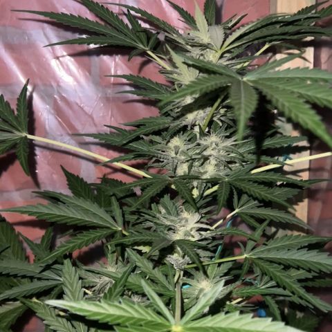 Auto Northern Lights growlog timeline photo