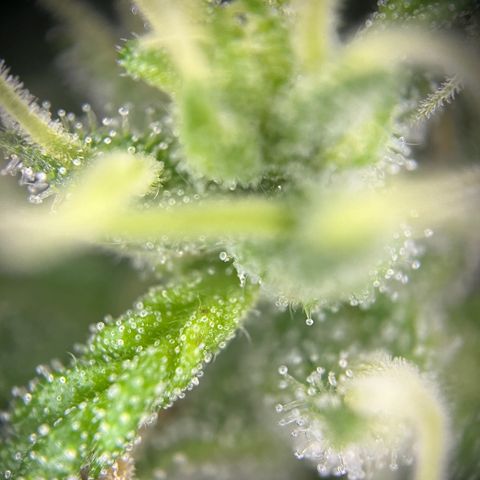 Auto Northern Lights growlog timeline photo