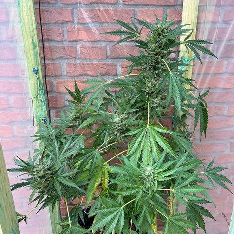 Auto Northern Lights growlog timeline photo