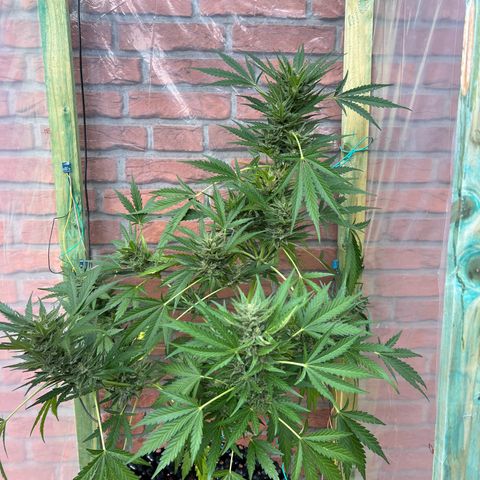 Auto Northern Lights growlog timeline photo