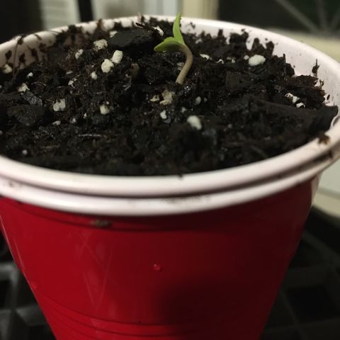 Z growlog photo: By bedtime it looked like a real little baby plant