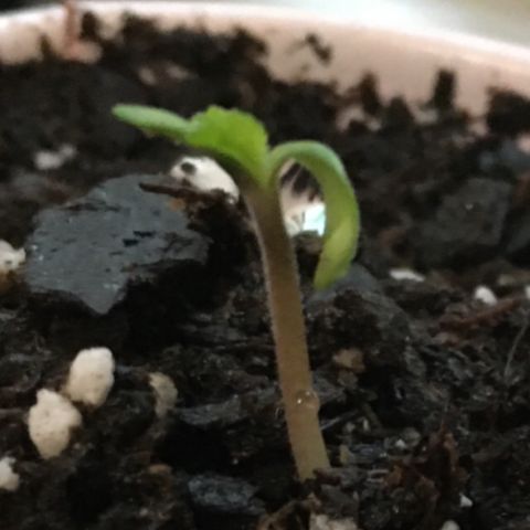 Z growlog photo: First thing in the morning