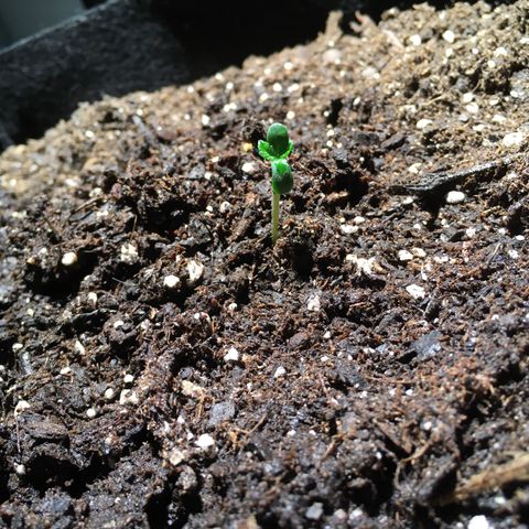 Z growlog photo: Transplanted to 5 gallon grow bag after knocking over seedling trying to measure how tall it was… hopefully she’s not too traumatized 