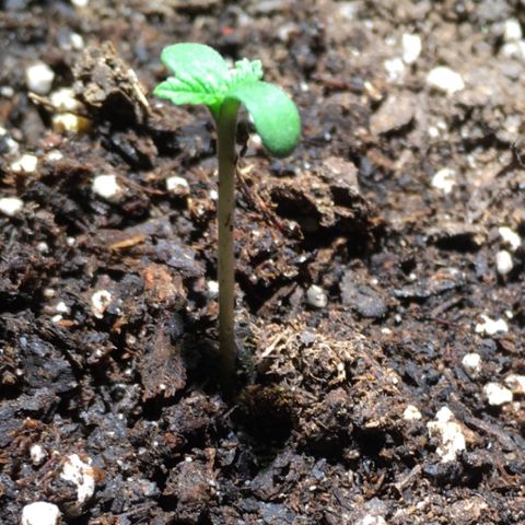 Z growlog photo: Morning after transplanting… she seems fine 🤷🏻‍♀️