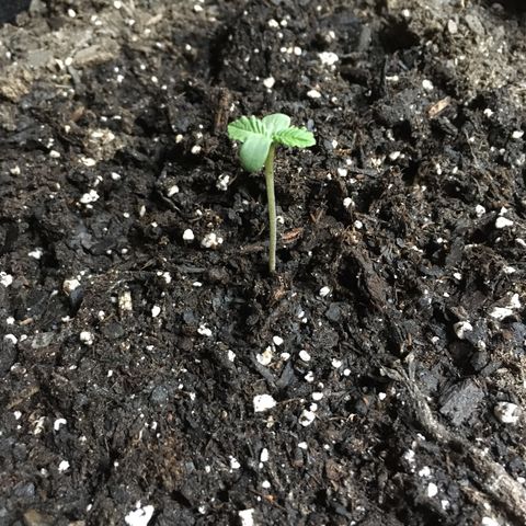 Z growlog photo: First thing this morning