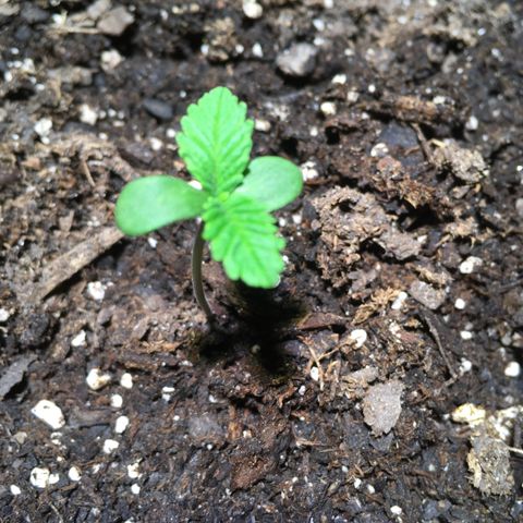 Z growlog photo: End of the day