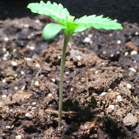 Z growlog photo: 830am