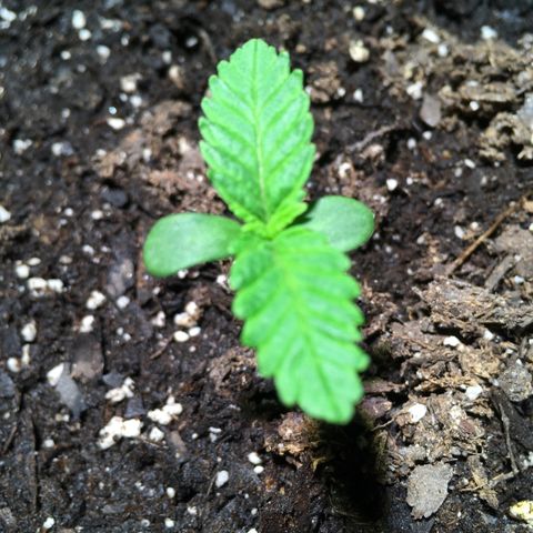 Z growlog photo: 830am