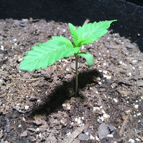 Z growlog photo: 10pm