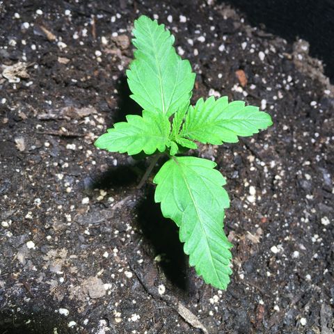 Z growlog photo: Not sure if I should be concerned about the curling/twisting 🤷🏻‍♀️
