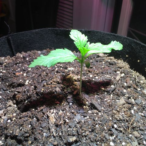Z growlog photo: Not sure if I should be concerned about the curling/twisting 🤷🏻‍♀️