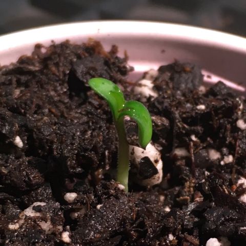 Amy growlog timeline photo
