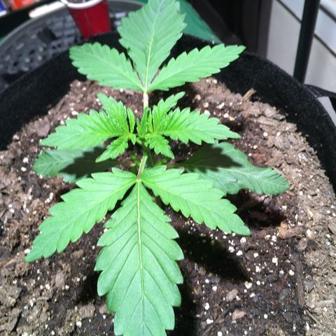 Z growlog photo: Pretty sure this is still a seedling but I think vegetation stage is coming soon 🤞