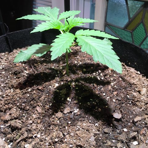 Z growlog photo: Pretty sure this is still a seedling but I think vegetation stage is coming soon 🤞