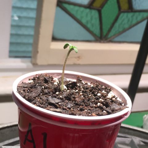 Amy growlog photo: I’m hoping those little triangles are baby leaves…