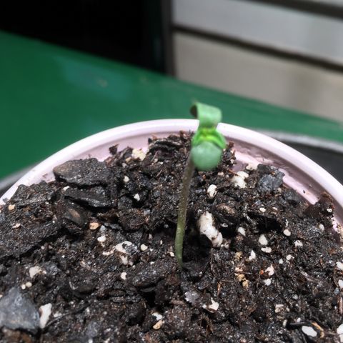 Amy growlog photo: I’m hoping those little triangles are baby leaves…