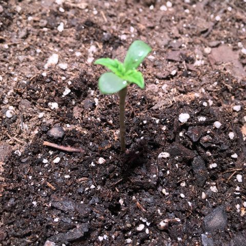 Amy growlog photo: Moved to 5 gallon pot