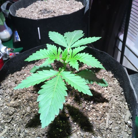Z growlog photo: I *think* this may qualify as veg now…?