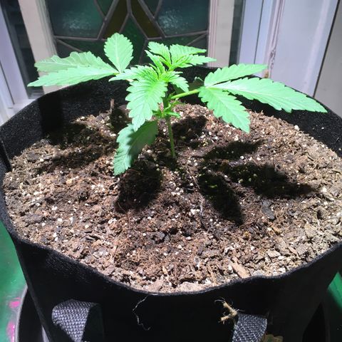 Z growlog photo: I *think* this may qualify as veg now…?