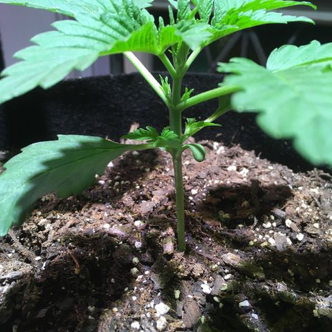 Z growlog timeline photo