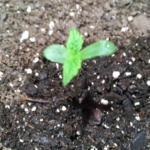 Amy growlog timeline photo