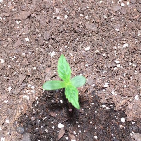 Amy growlog timeline photo