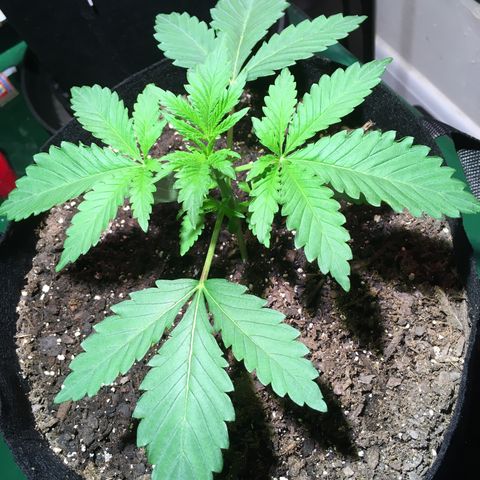 Z growlog photo: Concerned the leaves curling may be a sign of overwatering. Will wait until top soil is totally dry before watering again.