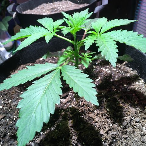 Z growlog photo: Concerned the leaves curling may be a sign of overwatering. Will wait until top soil is totally dry before watering again.