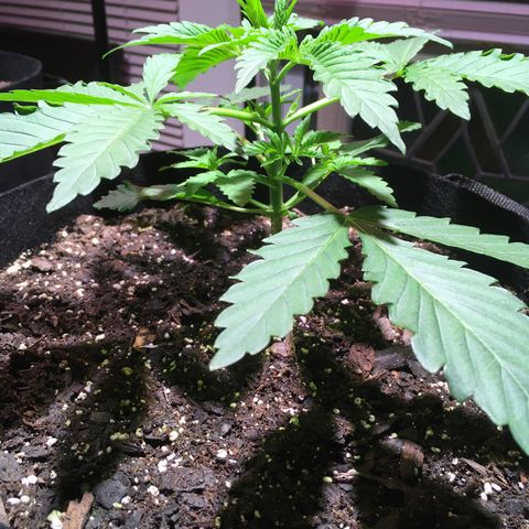 Z growlog photo: Not sure if I’m overwatering or if it’s time to start asking nutrients… possibly both