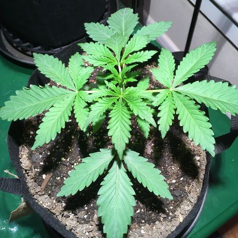 Z growlog photo: Not sure if I’m overwatering or if it’s time to start asking nutrients… possibly both