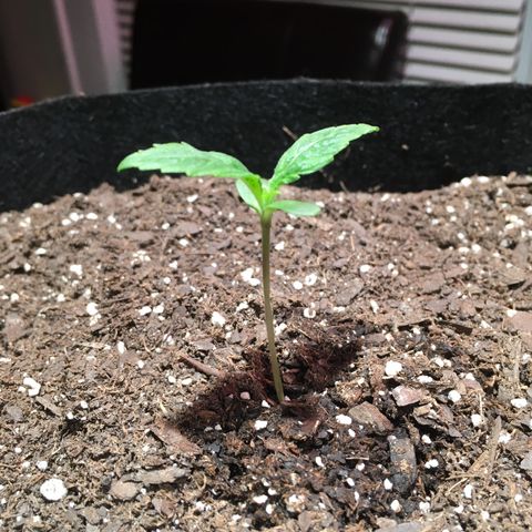 Amy growlog photo: Starting to for sure get visibly bigger
