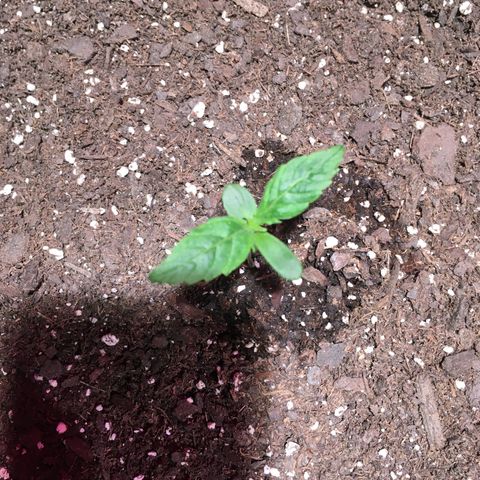 Amy growlog photo: Starting to for sure get visibly bigger