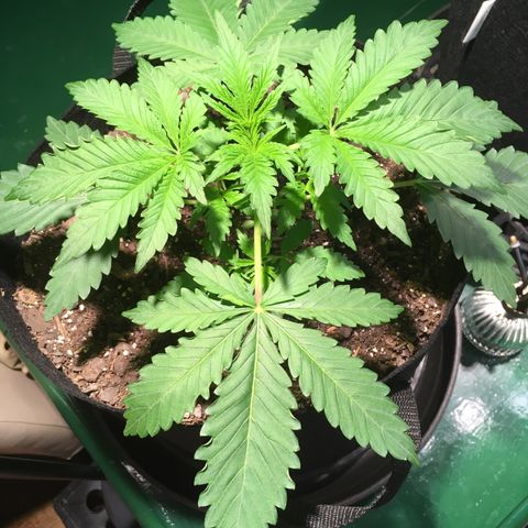 Z growlog timeline photo