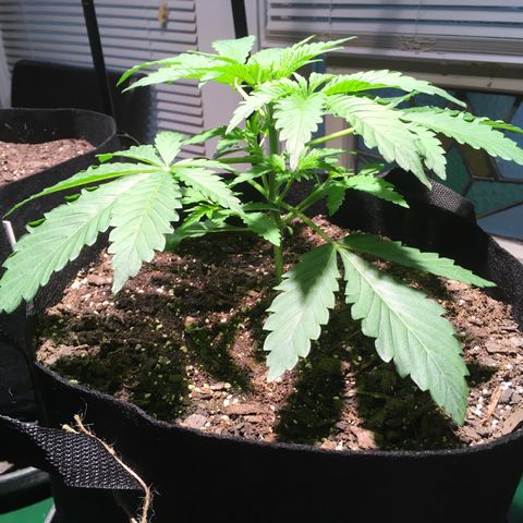 Z growlog timeline photo