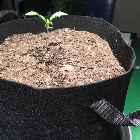 Amy growlog timeline photo