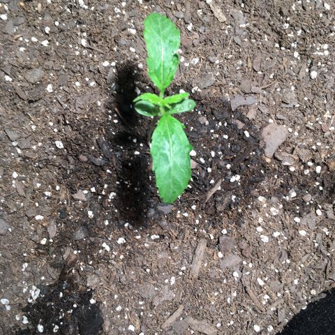Amy growlog timeline photo