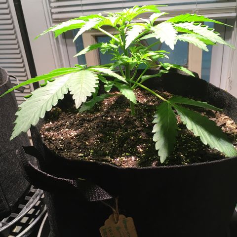 Z growlog photo: Put out a humidifier today because I decided the lead curling was maybe not enough humidity