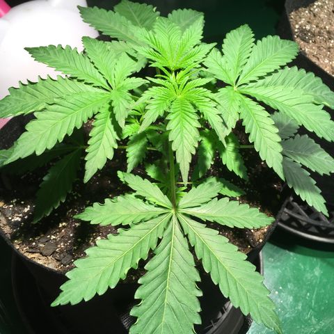 Z growlog photo: Put out a humidifier today because I decided the lead curling was maybe not enough humidity
