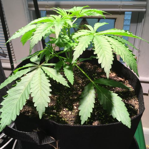 Z growlog timeline photo